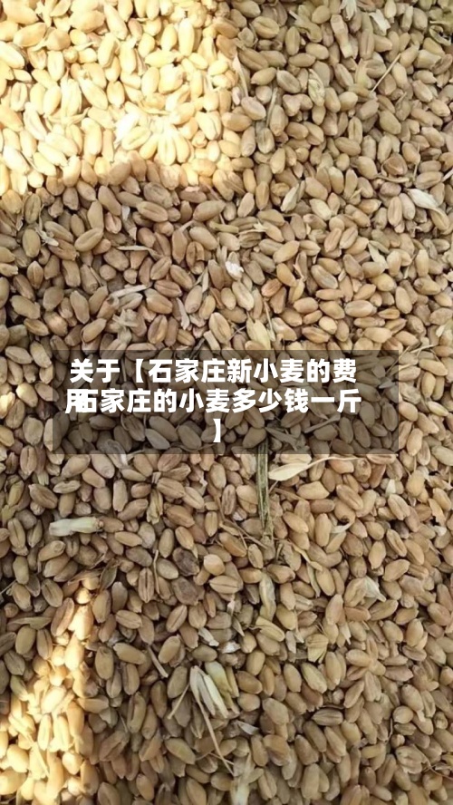 关于【石家庄新小麦的费用,石家庄的小麦多少钱一斤】-第2张图片