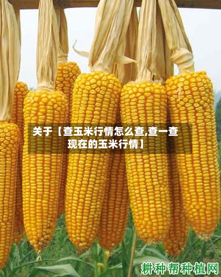 关于【查玉米行情怎么查,查一查现在的玉米行情】