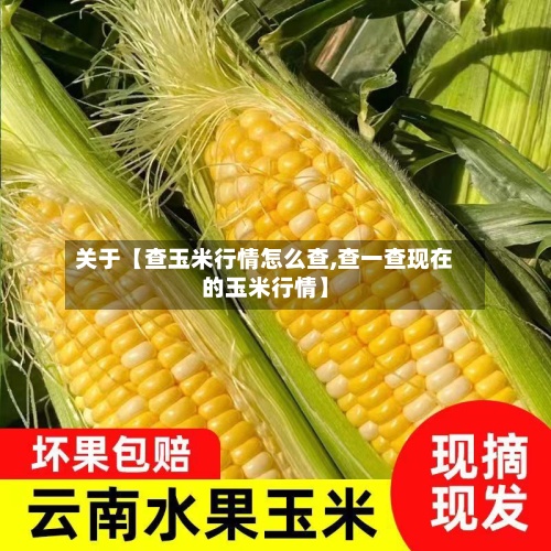 关于【查玉米行情怎么查,查一查现在的玉米行情】-第2张图片