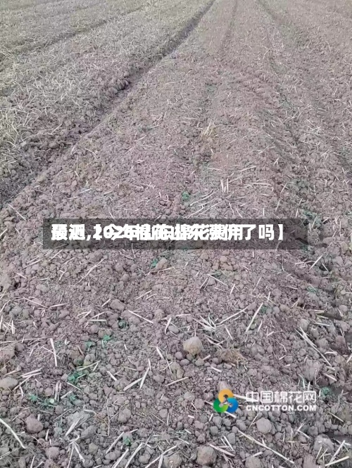 最近【今年山东棉花费用预测,2026棉花山东涨价了吗】