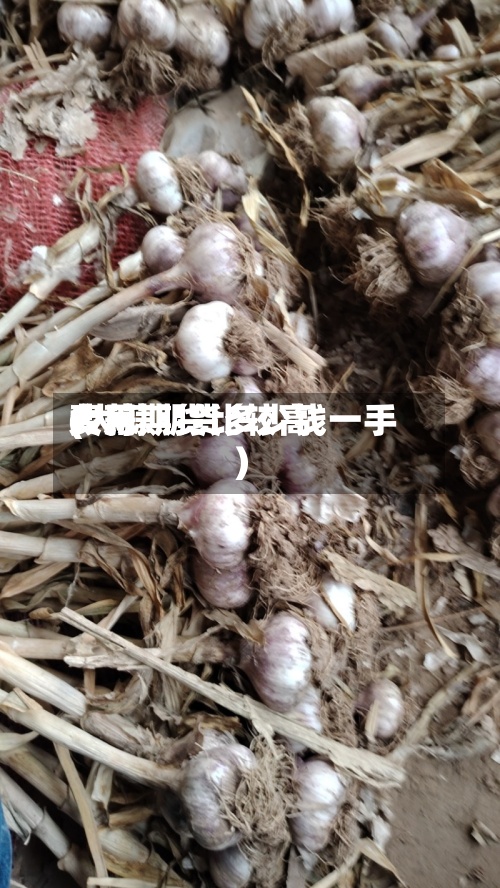 大蒜期货比较高费用(大蒜期货多少钱一手)-第3张图片