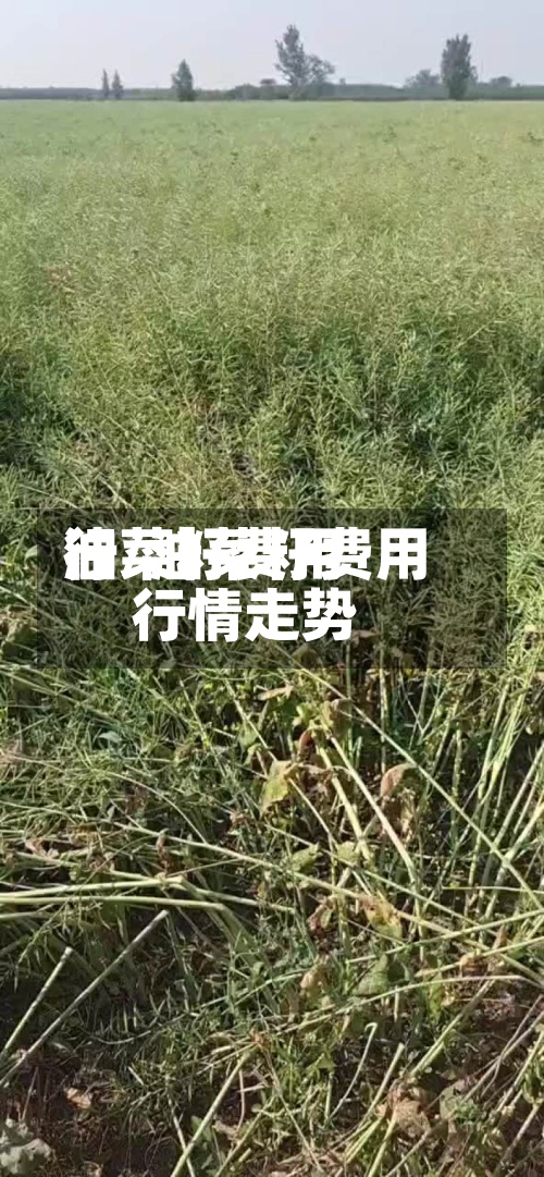 油菜籽费用行/油菜籽费用行情走势-第2张图片
