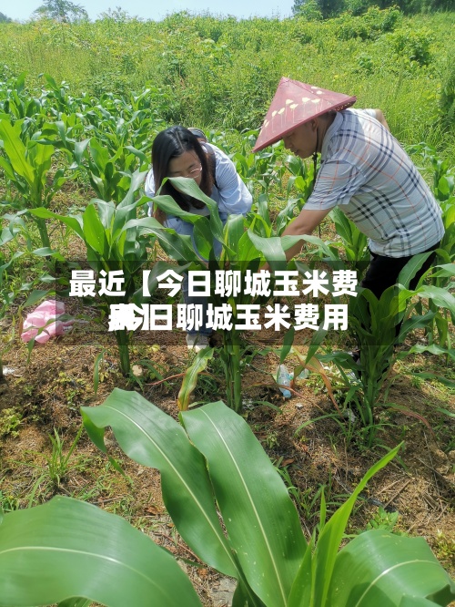 最近【今日聊城玉米费用,今日聊城玉米费用表】