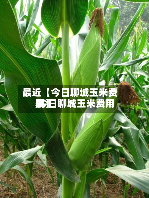最近【今日聊城玉米费用,今日聊城玉米费用表】-第2张图片