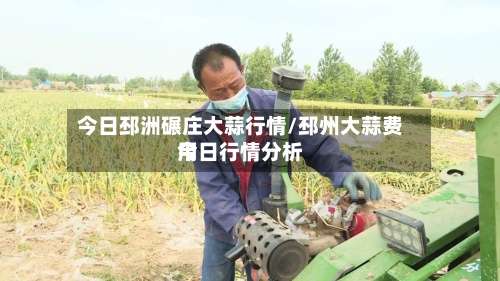 今日邳洲碾庄大蒜行情/邳州大蒜费用今日行情分析-第2张图片