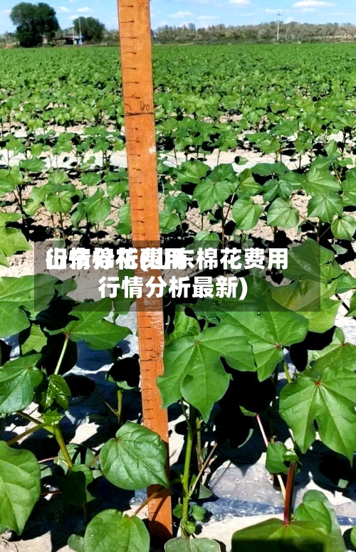山东棉花费用行情分析(山东棉花费用行情分析最新)-第2张图片