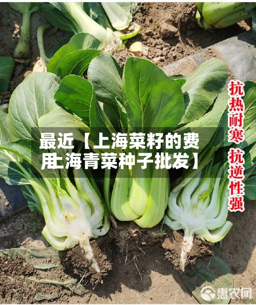 最近【上海菜籽的费用,上海青菜种子批发】-第2张图片