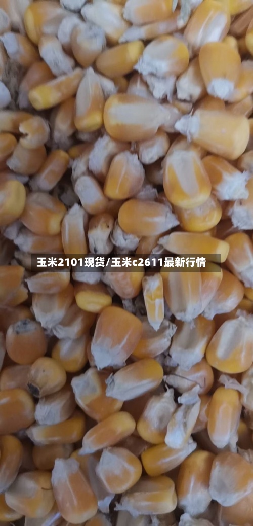 玉米2101现货/玉米c2611最新行情-第2张图片