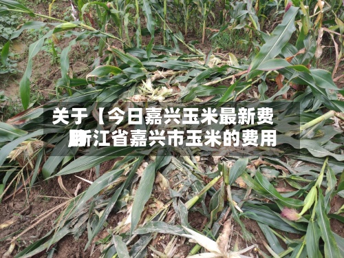 关于【今日嘉兴玉米最新费用,浙江省嘉兴市玉米的费用】-第2张图片