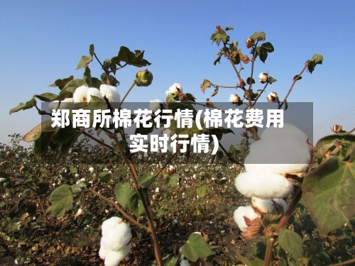 郑商所棉花行情(棉花费用实时行情)