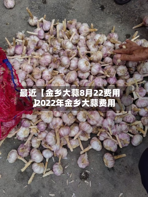 最近【金乡大蒜8月22费用,2022年金乡大蒜费用】