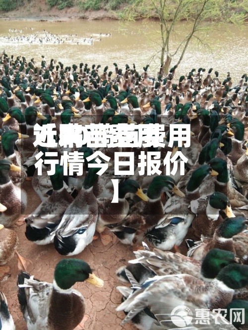 近来【鸭苗费用7.20鸭苗费用行情今日报价】-第2张图片