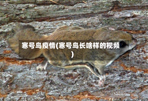 寒号鸟疫情(寒号鸟长啥样的视频)-第2张图片