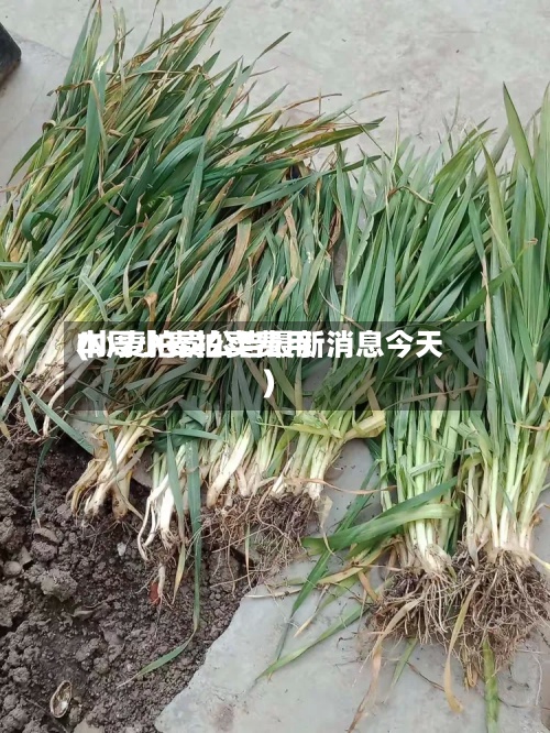 本周小麦拍卖费用(小麦拍卖公告最新消息今天)