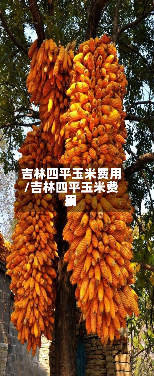 吉林四平玉米费用/吉林四平玉米费用表-第2张图片