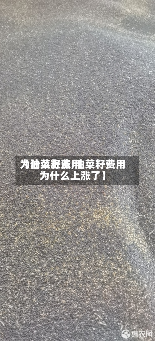 【油菜籽费用为什么上涨,油菜籽费用为什么上涨了】-第3张图片