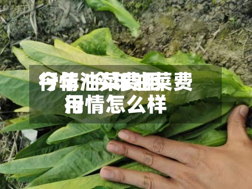 今年油菜费用行情/今年油菜费用行情怎么样