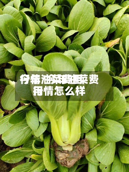 今年油菜费用
行情/今年油菜费用
行情怎么样-第2张图片
