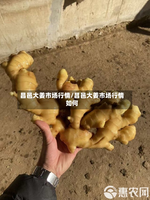 昌邑大姜市场行情/昌邑大姜市场行情如何-第2张图片