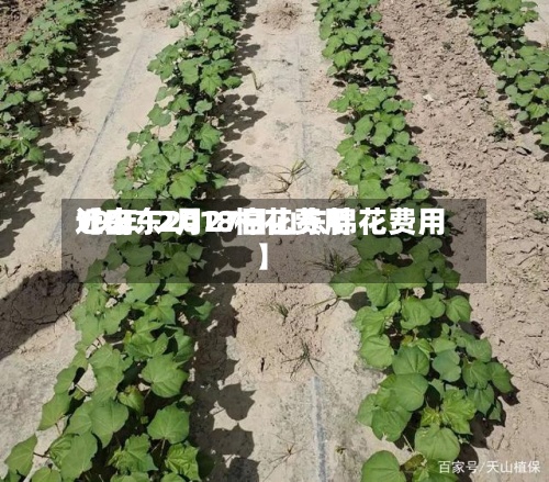 近来【山东2018棉花费用19年12月27日山东棉花费用】-第3张图片