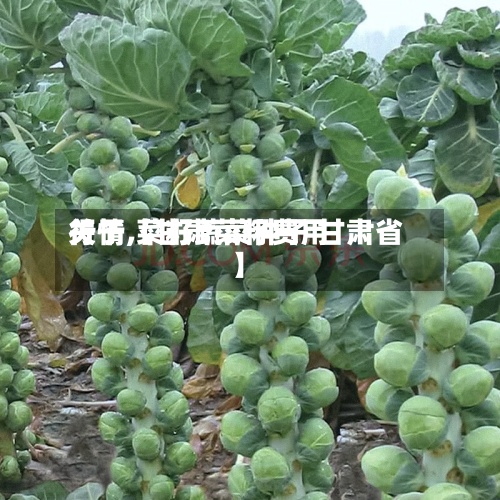 关于【甘肃菜籽费用行情,菜籽蔬菜种子 甘肃省】