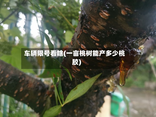 车辆限号看啥(一亩桃树能产多少桃胶)