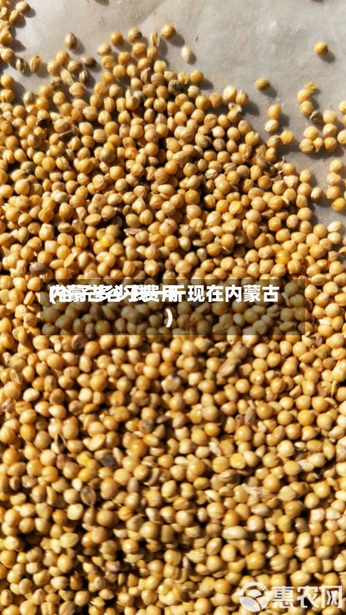 内蒙古谷子费用(谷子多少钱一斤现在内蒙古)
