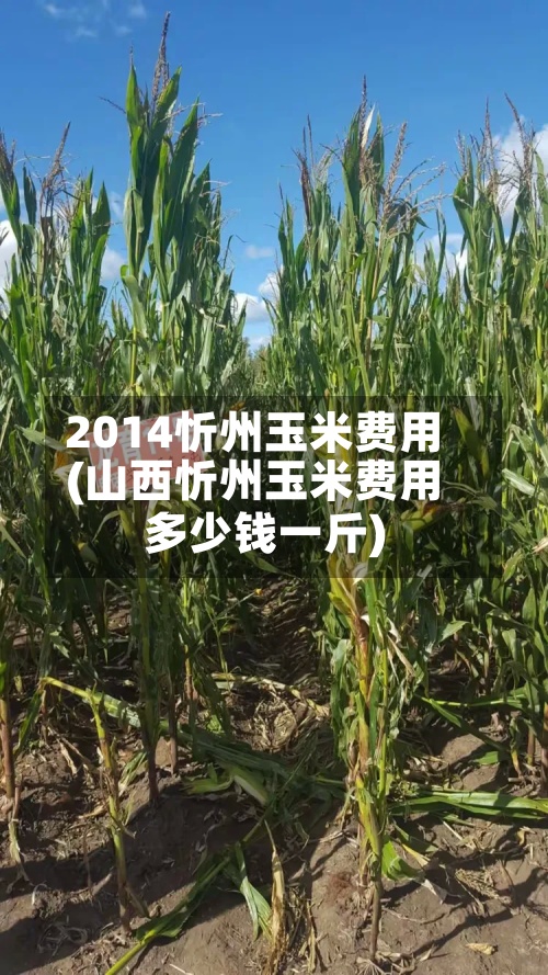 2014忻州玉米费用(山西忻州玉米费用多少钱一斤)