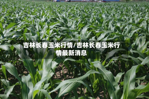 吉林长春玉米行情/吉林长春玉米行情最新消息