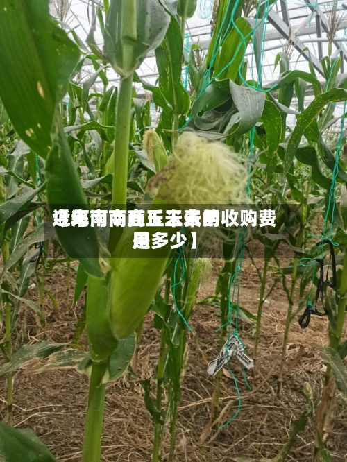 近来【河南商丘玉米费用今年河南商丘玉米的收购费用是多少】