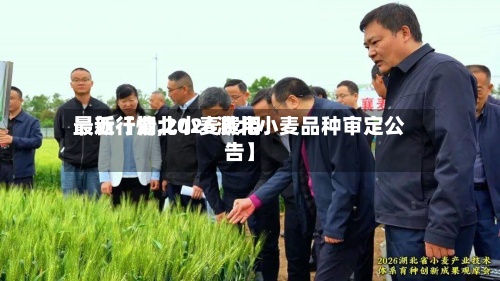 最近【湖北小麦费用最新行情,2026湖北小麦品种审定公告】