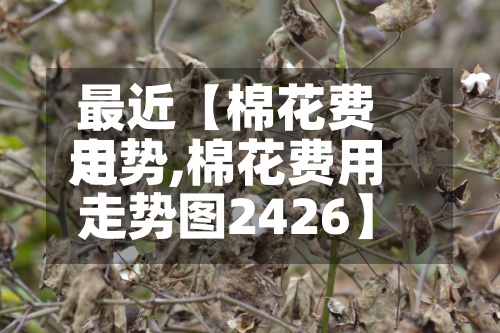 最近【棉花费用走势,棉花费用走势图2426】-第2张图片