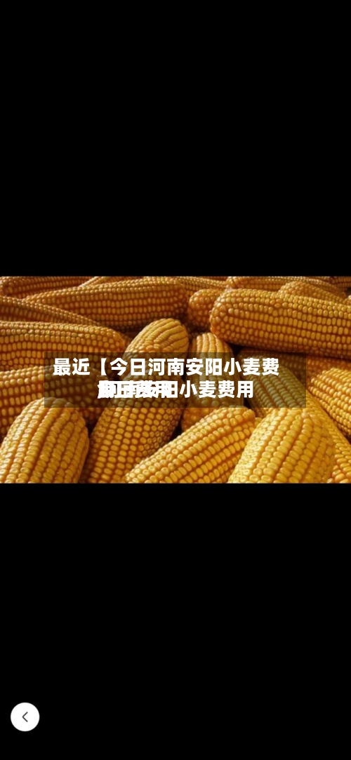 最近【今日河南安阳小麦费用,河南安阳小麦费用今日费用】