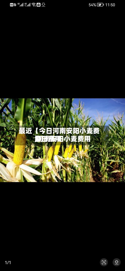 最近【今日河南安阳小麦费用,河南安阳小麦费用今日费用】-第2张图片