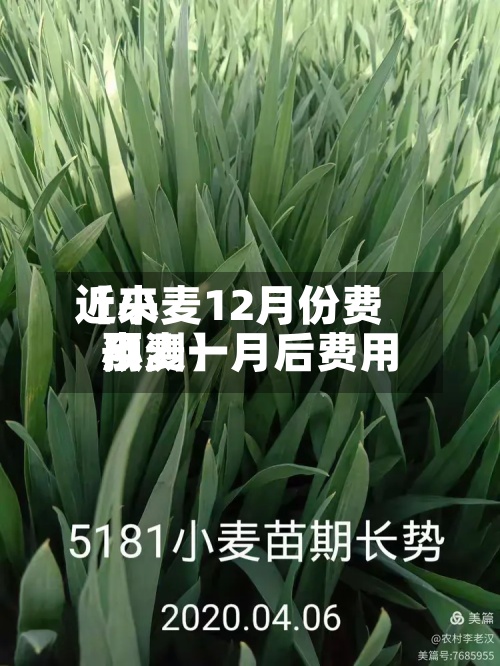 近来【小麦12月份费用小麦一月后费用预测】-第2张图片