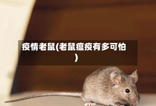 疫情老鼠(老鼠瘟疫有多可怕)