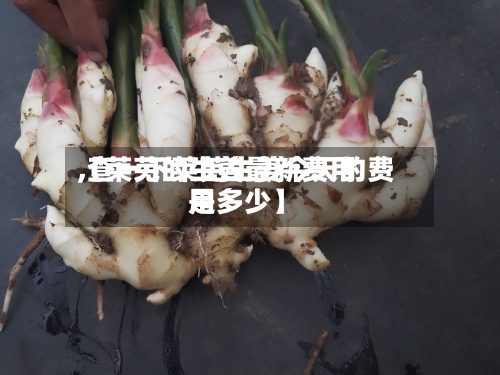 【莱芜的生姜最新费用,查一下莱芜生姜今天的费用是多少】-第2张图片