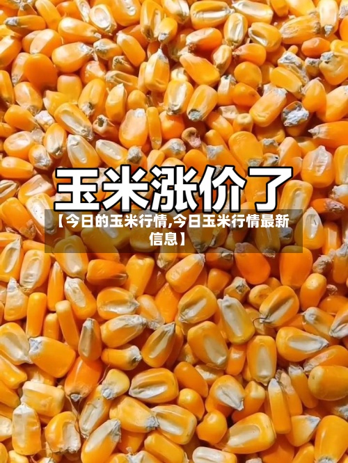 【今日的玉米行情,今日玉米行情最新信息】