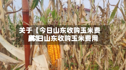 关于【今日山东收购玉米费用,今日山东收购玉米费用表】