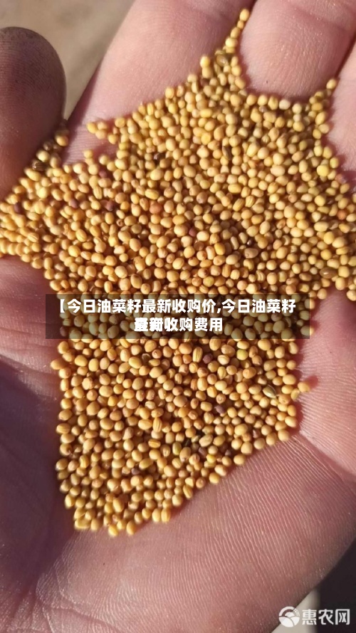 【今日油菜籽最新收购价,今日油菜籽最新收购费用查询】-第3张图片