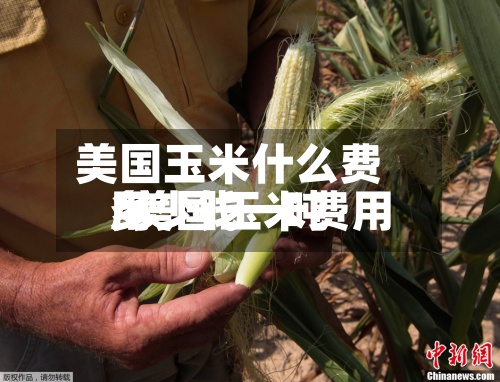 美国玉米什么费用/美国玉米费用多少钱一吨-第2张图片