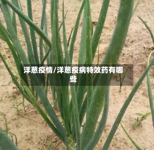 洋葱疫情/洋葱疫病特效药有哪些-第2张图片
