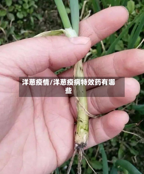 洋葱疫情/洋葱疫病特效药有哪些