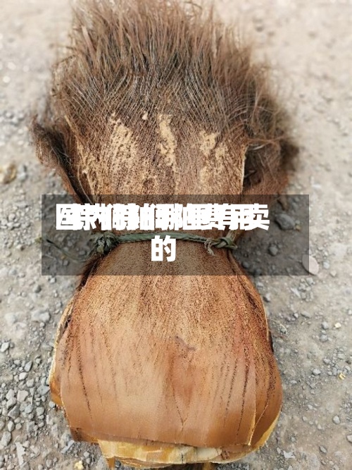 国内棕榈粕费用/棕榈粕哪里有卖的-第3张图片
