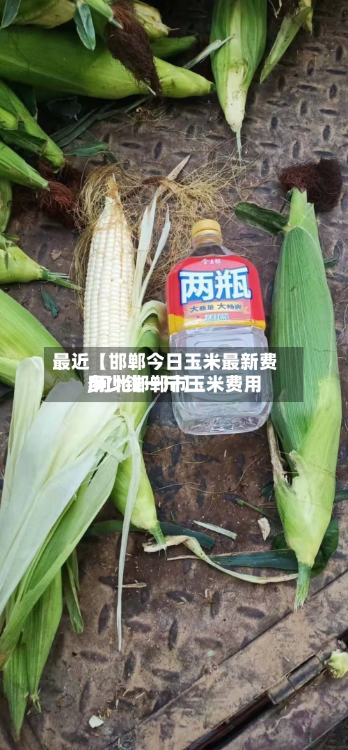 最近【邯郸今日玉米最新费用,河北邯郸市玉米费用多少钱一斤】-第2张图片