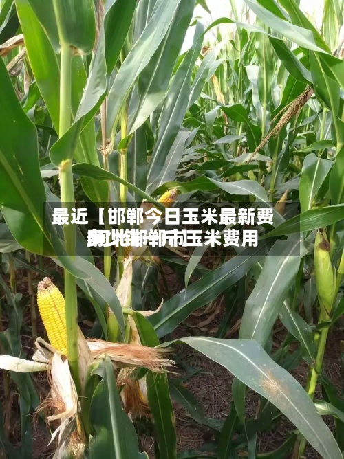 最近【邯郸今日玉米最新费用,河北邯郸市玉米费用多少钱一斤】-第3张图片