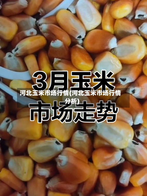 河北玉米市场行情(河北玉米市场行情分析)