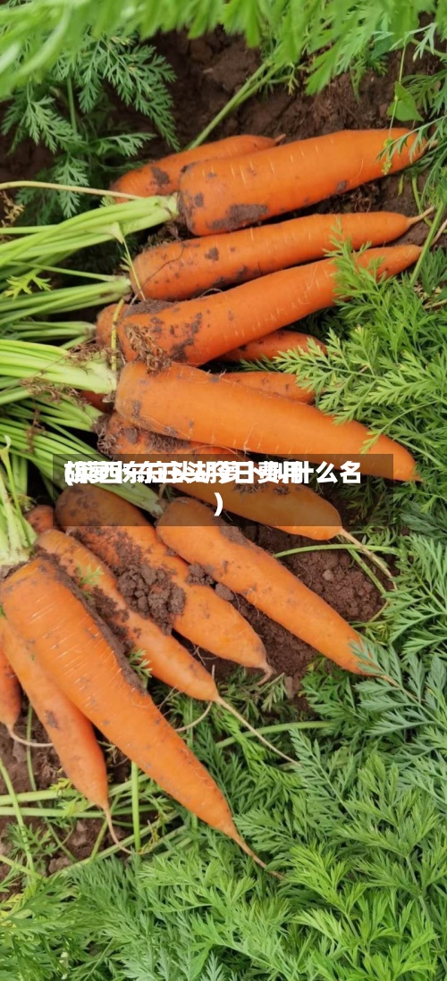 胡萝卜东庄头今日费用(莱西东庄头胡萝卜叫什么名)-第2张图片