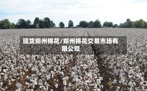 现货郑州棉花/郑州棉花交易市场有限公司