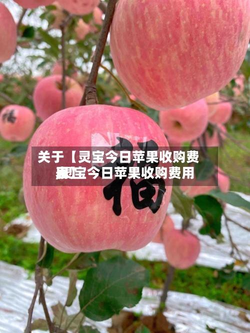 关于【灵宝今日苹果收购费用,灵宝今日苹果收购费用表】-第2张图片